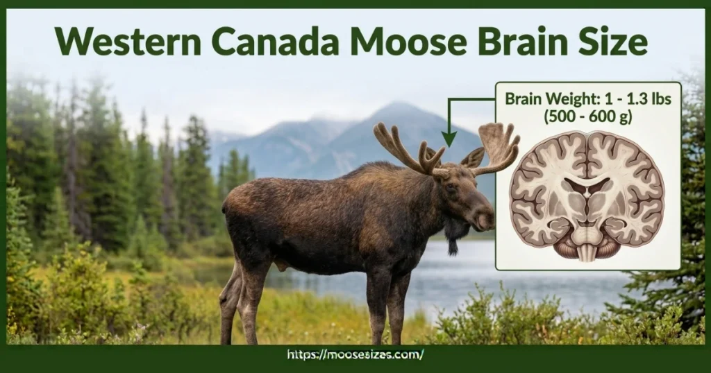western-canda-moose-brain-size